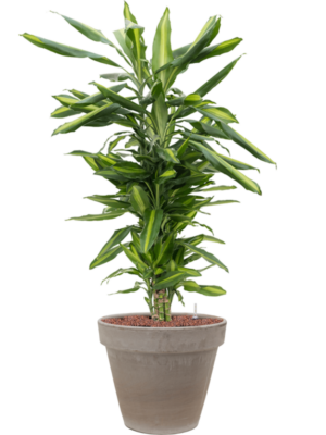 Dracaena fragrans 'Cintho en Terra Cotta