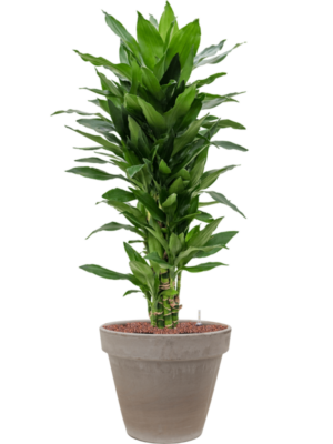 Dracaena fragrans 'Janet Lind' en Terra Cotta