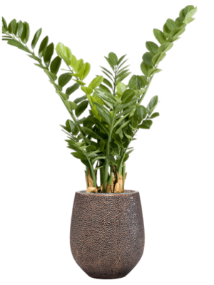 Zamioculcas en Baq Opus Hit