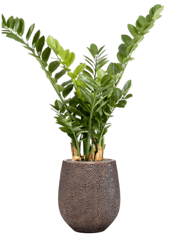 Zamioculcas en Baq Opus Hit
