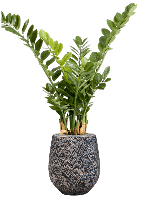 Zamioculcas en Baq Opus Hit