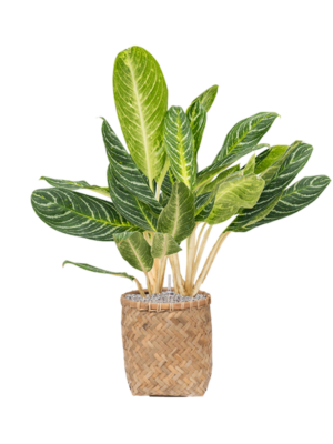 Aglaonema 'Key Lime' en Bohemian