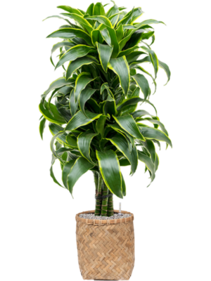 Dracaena fragrans 'Dorado' en Bohemian