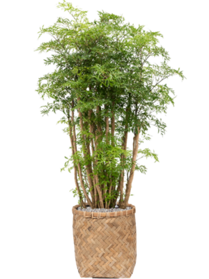Aralia (Polyscias) 'Ming' en Bohemian