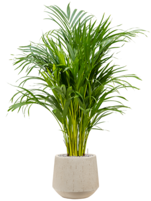 Dypsis (Areca) lutescens en Baq Raindrop