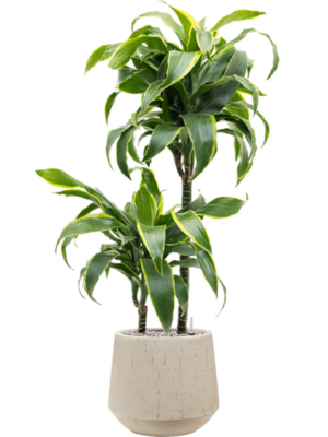Dracaena fragrans 'Dorado' en Baq Raindrop
