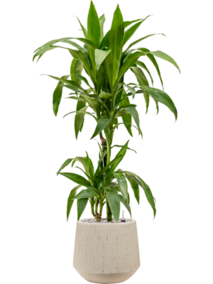 Dracaena fragrans 'Janet Craig' en Baq Raindrop