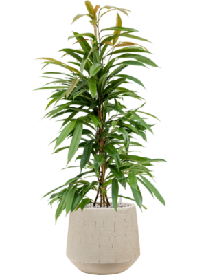 Ficus binnendijkii 'Amstel King' en Baq Raindrop