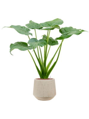 Alocasia cucullata en Baq Raindrop