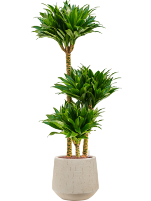 Dracaena fragrans 'Compacta' en Baq Raindrop