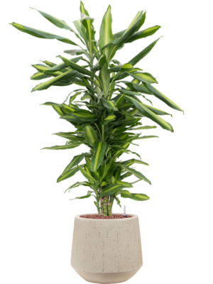 Dracaena fragrans 'Cintho en Baq Raindrop
