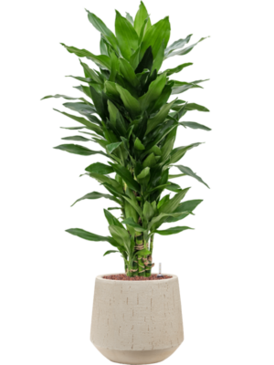 Dracaena fragrans 'Janet Lind' en Baq Raindrop