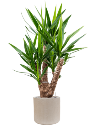 Yucca elephantipes en Baq Raindrop