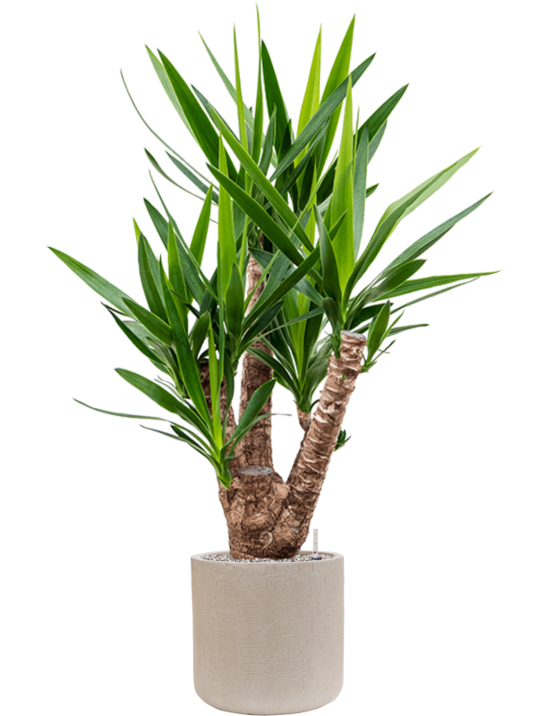 Yucca elephantipes en Baq Raindrop
