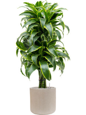Dracaena fragrans 'Dorado' en Baq Raindrop