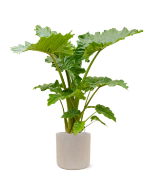 Alocasia 'Portodora' en Baq Raindrop