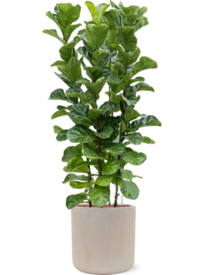 Ficus lyrata 'Bambino' en Baq Raindrop