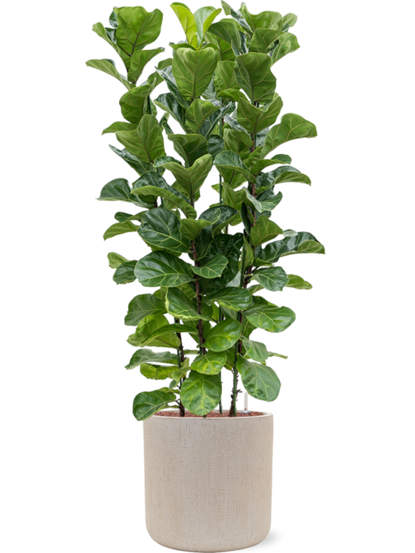Ficus lyrata 'Bambino' en Baq Raindrop