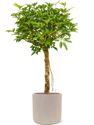 Schefflera arboricola 'Compacta' en Baq Raindrop