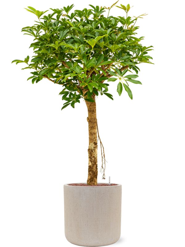 Schefflera arboricola 'Compacta' en Baq Raindrop