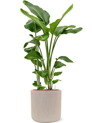 Strelitzia nicolai en Baq Raindrop