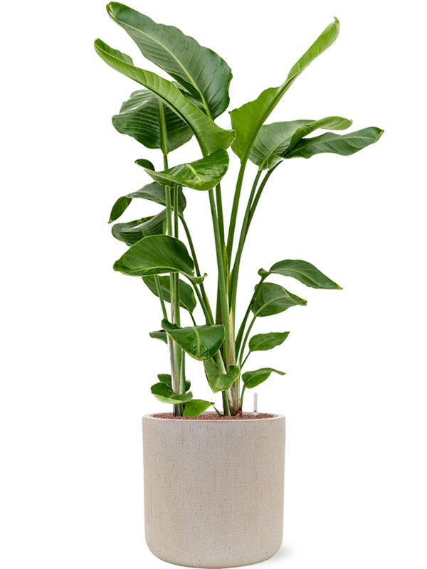 Strelitzia nicolai en Baq Raindrop