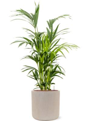 Kentia (Howea) forsteriana en Baq Raindrop