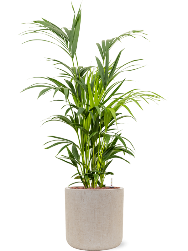 Kentia (Howea) forsteriana en Baq Raindrop