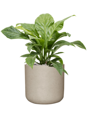 Anthurium elipticum 'Jungle Bush' en Rough