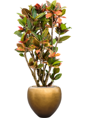 Croton variegatum 'Petra' en Baq Metallic Silver leaf