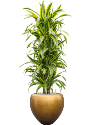 Dracaena fragrans 'Lemon Lime' en Baq Metallic Silver leaf