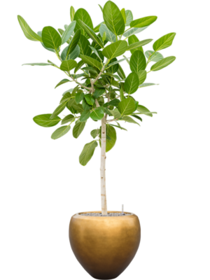 Ficus benghalensis 'Audrey' en Baq Metallic Silver leaf