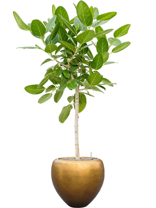 Ficus benghalensis 'Audrey' en Baq Metallic Silver leaf
