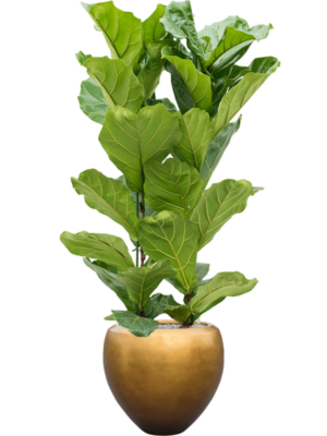 Ficus lyrata en Baq Metallic Silver leaf