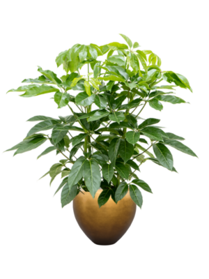 Schefflera actinophylla 'Amate' en Baq Metallic Silver leaf