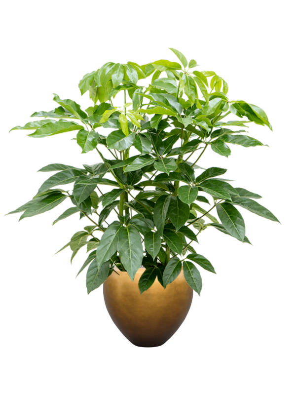 Schefflera actinophylla 'Amate' en Baq Metallic Silver leaf