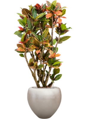Croton variegatum 'Petra' en Baq Metallic Silver leaf