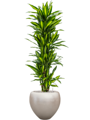 Dracaena fragrans 'Cintho' en Baq Metallic Silver leaf