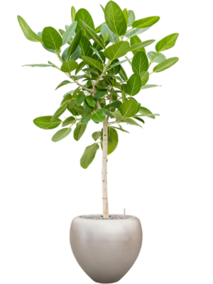 Ficus benghalensis 'Audrey' en Baq Metallic Silver leaf
