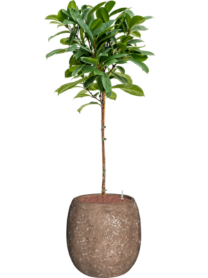 Ficus cyathistipula en Baq Polystone Coated Plain