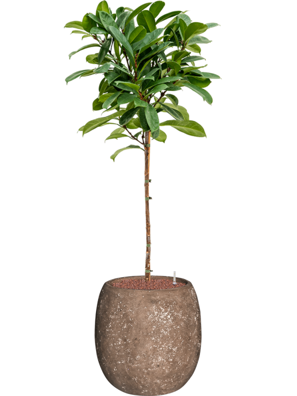 Ficus cyathistipula en Baq Polystone Coated Plain