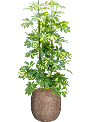 Schefflera 'Gold Capella' en Baq Polystone Coated Plain