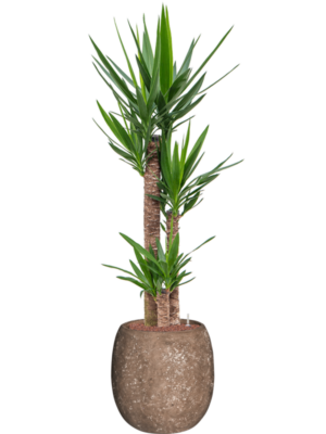 Yucca elephantipes en Baq Polystone Coated Plain