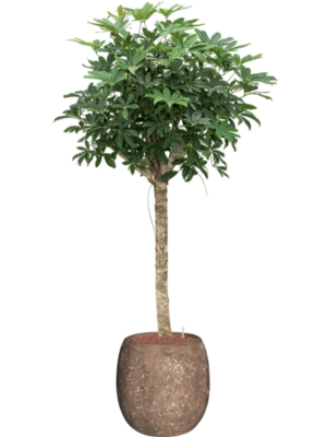 Schefflera 'Compacta' en Baq Polystone Coated Plain