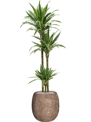 Dracaena 'Warneckei' en Baq Polystone Coated Plain