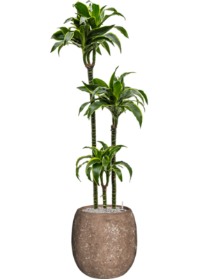 Dracaena fragrans 'Dorado' en Baq Polystone Coated Plain