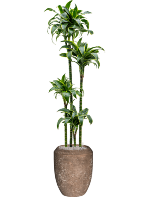 Dracaena fragrans 'Dorado' en Baq Polystone Coated Plain