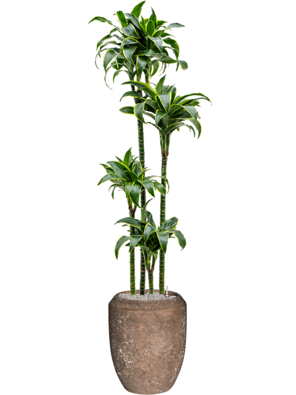Dracaena fragrans 'Dorado' en Baq Polystone Coated Plain