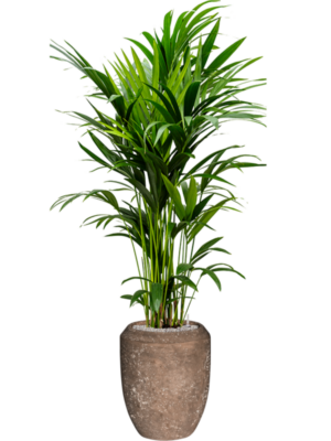Kentia (Howea) forsteriana en Baq Polystone Coated Plain