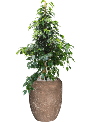 Ficus benjamina 'Danielle' en Baq Polystone Coated Plain